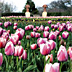 Dallas Blooms Icon